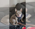 Small #12 American Bulldog Mix