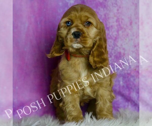 Medium Photo #4 Cocker Spaniel Puppy For Sale in WARSAW, IN, USA