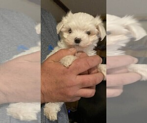 Maltese Puppy for sale in LILLINGTON, NC, USA