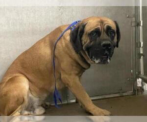 Mastiff Dogs for adoption in HESPERIA, CA, USA