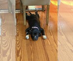 Small #3 Labrador Retriever Mix