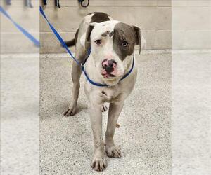 American Pit Bull Terrier Dogs for adoption in Conroe, TX, USA
