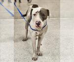 Small American Pit Bull Terrier