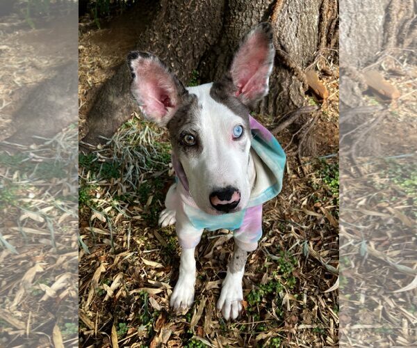 Medium Photo #2 Great Dane-Neapolitan Mastiff Mix Puppy For Sale in Huntersville, NC, USA
