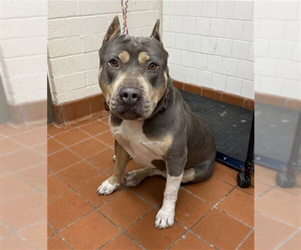 Medium Photo #1 American Staffordshire Terrier Puppy For Sale in Camarillo, CA, USA