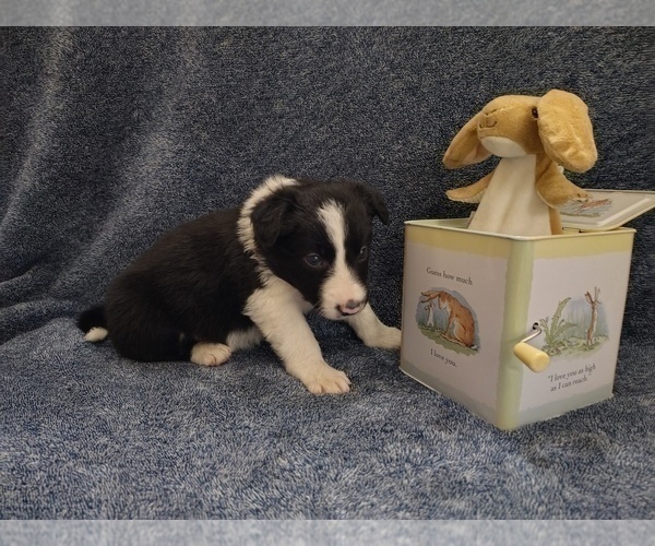 Medium Photo #13 Border Collie Puppy For Sale in NORBORNE, MO, USA