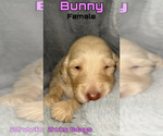 Small Photo #3 Goldendoodle Puppy For Sale in LIBERTY, TX, USA