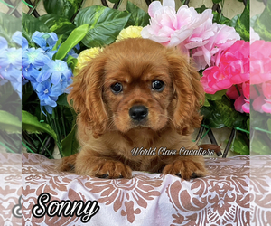 Cavalier King Charles Spaniel Puppy for sale in MIAMI, FL, USA