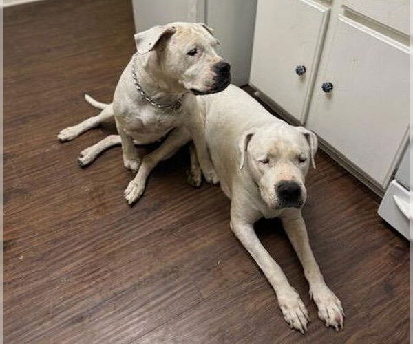 Medium Photo #3 Dogo Argentino Puppy For Sale in Fallbrook, CA, USA