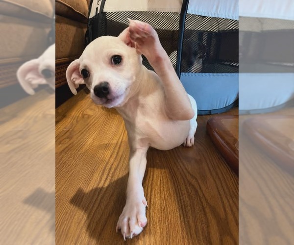 Medium Photo #4 Jack Chi Puppy For Sale in Pompano Beach , FL, USA