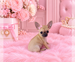 Hand delivery - Female Chihuahua Puppy for Sale - Photo #13