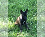 Small #1 Mutt