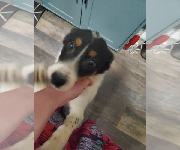 Medium Photo #1 Texas Heeler Puppy For Sale in GOSHEN, IN, USA