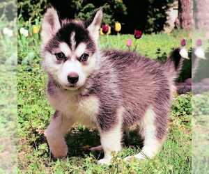 Siberian Husky Dogs for adoption in Omaha, NE, USA