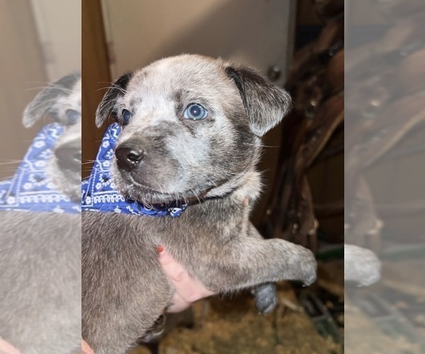 Medium Photo #5 Australian Cattle Dog Puppy For Sale in BONHAM, TX, USA