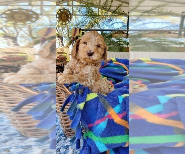 Medium Photo #5 Labradoodle Puppy For Sale in FRESNO, CA, USA