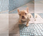 Small #6 French Bulldog