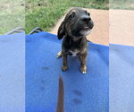 Small #1 Mutt