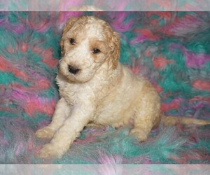 Labradoodle Puppy for sale in LA HABRA, CA, USA