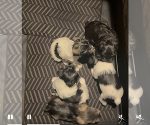 Schnauzer (Miniature) Litter for sale in MOUNTAIN HOME, AR, USA