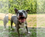 Small #4 American Pit Bull Terrier