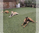Small Photo #12 Golden Retriever-Unknown Mix Puppy For Sale in Escondido, CA, USA