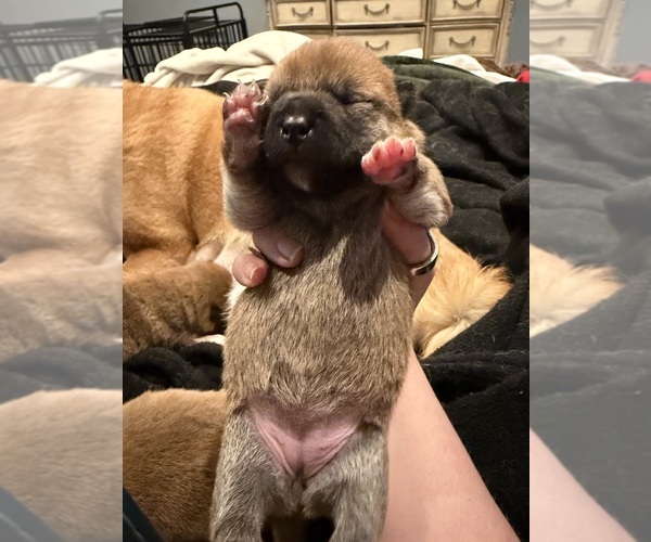 Medium Photo #4 Shiba Inu Puppy For Sale in ZIONSVILLE, IN, USA