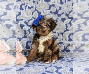 Cock-A-Poo Puppy for sale in ELKTON, MD, USA