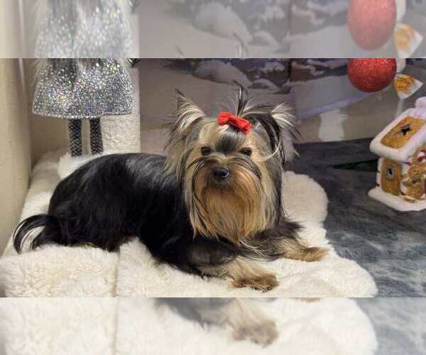Medium Photo #5 Yorkshire Terrier Puppy For Sale in Monor, Pest, Hungary