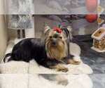 Small #4 Yorkshire Terrier