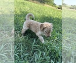 Small #1 Goldendoodle