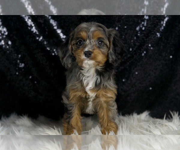 Medium Photo #5 Cavapoo Puppy For Sale in WARSAW, IN, USA