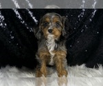 Small #4 Cavapoo