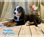 Small Photo #16 Bernese Mountain Dog Puppy For Sale in CLINTON, MO, USA