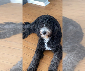 Mother of the Great Dane-Sheepadoodle Mix puppies born on 02/28/2026