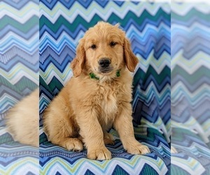 Golden Retriever Puppy for sale in OXFORD, PA, USA
