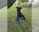 Small Photo #2 Border Collie-Unknown Mix Puppy For Sale in Genesee, WI, USA