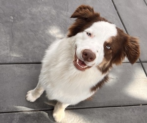 Father of the Border-Aussie puppies born on 04/29/2025