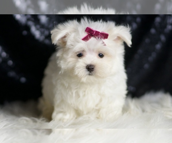 Medium Photo #5 Maltese Puppy For Sale in WARSAW, IN, USA