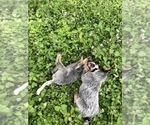 Small Photo #8 Australian Cattle Dog Puppy For Sale in TAMPA, FL, USA