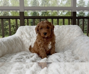 Medium Goldendoodle mix (+ Poodle Miniature)