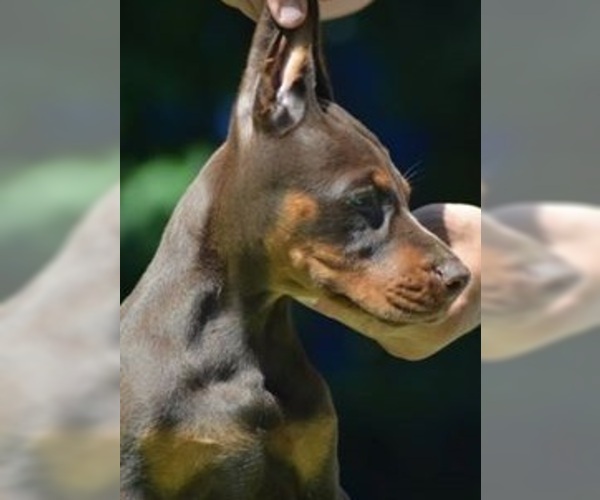 Medium Photo #15 Doberman Pinscher Puppy For Sale in PORTLAND, OR, USA