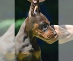 Small Photo #15 Doberman Pinscher Puppy For Sale in PORTLAND, OR, USA