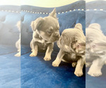 Small Photo #21 French Bulldog Puppy For Sale in COLORADO SPRINGS, CO, USA
