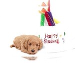 Small Photo #3 Goldendoodle (Miniature) Puppy For Sale in HALTOM CITY, TX, USA