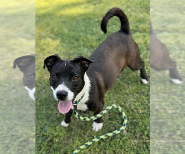 Medium Photo #1 Mutt Puppy For Sale in Conway, AR, USA