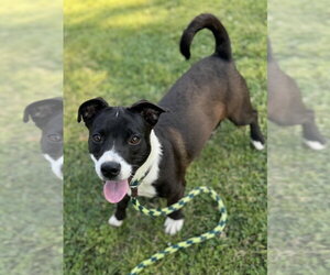 Mutt Dogs for adoption in Conway, AR, USA