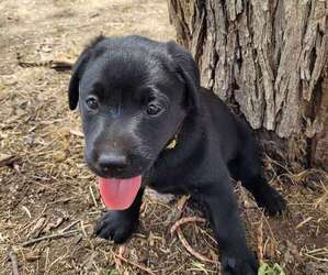 Labrador Retriever Puppy for sale in ABILENE, TX, USA