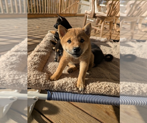 Medium Photo #1 Shiba Inu Puppy For Sale in TEBBETTS, MO, USA