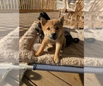 Small Shiba Inu